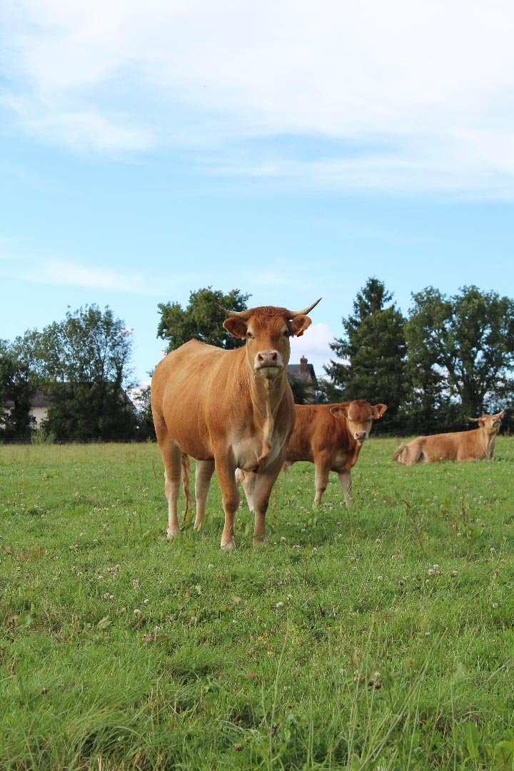 vache