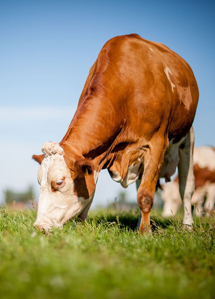 vache
