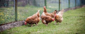 Poule