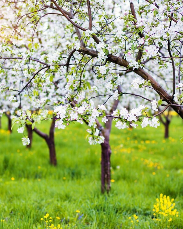 Pommiers en fleurs