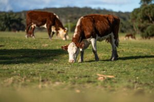 élevage responsable et respect de l'animal
