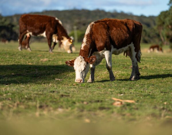 élevage responsable et respect de l'animal