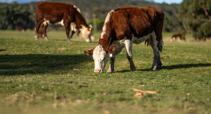élevage responsable et respect de l'animal